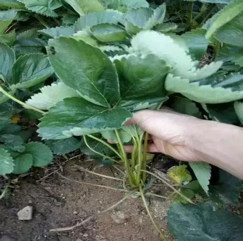 EDTA、糖醇、鳌合、络合…这些都是啥？为什么标上它价钱就高了？