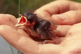 掏麻雀最怕掏出蛇，女孩，千万不要把麻雀放在手心里图片
