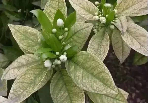 妞嶇墿缂虹礌鍘熷洜鍙婄己绱犵棁鐘跺鐓ц〃