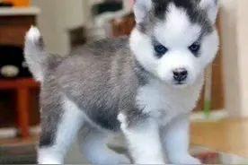 宠物｜25种杂交犬种幼崽，都说混血儿漂亮，那么混血犬呢？图片