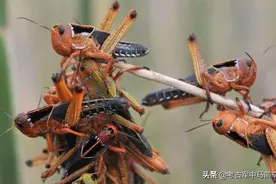 中华民族的“斗蝗”史图片
