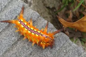 胶带妙用：被刺蛾（毛辣子）蛰伤胶带来解围图片