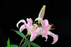 探寻古今，走进花卉文化，领略百合带来的纯净、尊贵与高雅图片