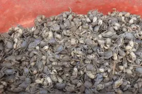 稻田里的蟛蜞是天下奇鲜？北方人当它是害虫，却被南方人视如珍宝图片