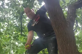 吃陕西特产黄杏享受贡品待遇，还有这个典故你可能不知道图片