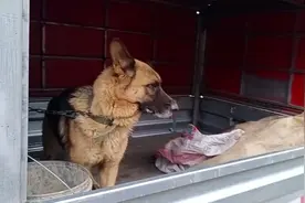 河南：怀孕德牧要送狗肉车，大叔1500救下，大叔：听说是退役警犬图片