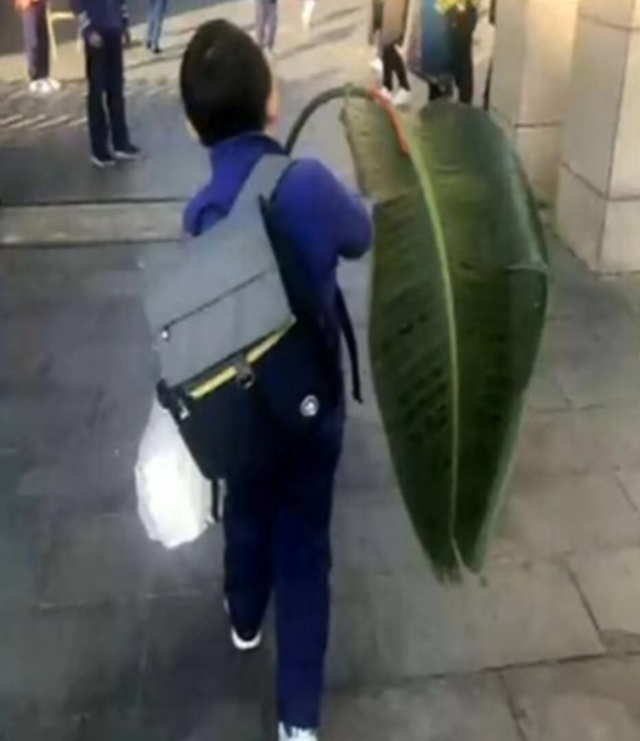 主意的拼音（老师布置了带一片树叶写拼音的作业）