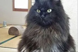 故事：6000元买的猫咪，本来走的是霸道总裁路线，现在白送都没人要图片