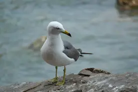 山东威海海驴岛图片