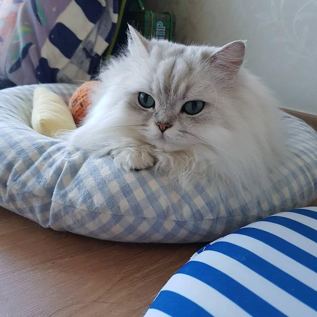 猫必须的11种氨基酸都是干啥的？牛磺酸其实是猫合成胆盐用的