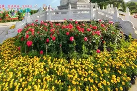 中国月季园首届月季音乐节来袭！赏花戏水/DJ、MC乐队/啤酒烧烤图片
