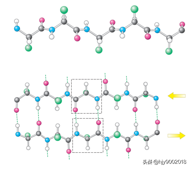 蛋白质的二级结构