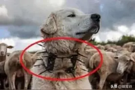 游牧民族发明的防狼项圈，为啥让狼群恐惧至极？网友：开挂的护具图片