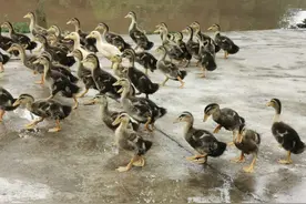 小鸭才1个月，却也趾高气扬的嬉戏在池塘边，让人忍俊不禁图片