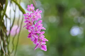 《兰花草》，原词源于100年前的一个白话诗集，作者叫胡适图片