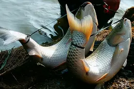 让鱼儿离水几天不死？民间古老的“弓鱼术”，其实原理很简单图片