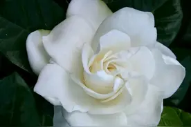 水培的栀子花生根了，可以移栽了吗？好怕移栽死苗图片