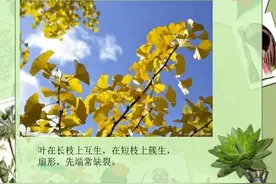 快收藏！100种常见园林植物图鉴图片