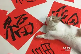 来看看，小猫咪们都是怎么过春节的？图片