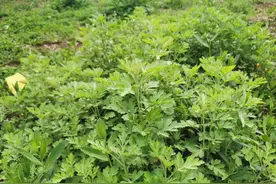 为师者慎用惩戒图片