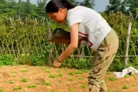 白菜长虫子，别急着喷药，家里不起眼的东西就能解决问题图片