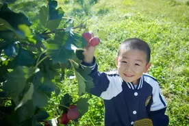 走！摘山楂去图片