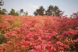 安徽金寨：黄狮寨上映山红图片