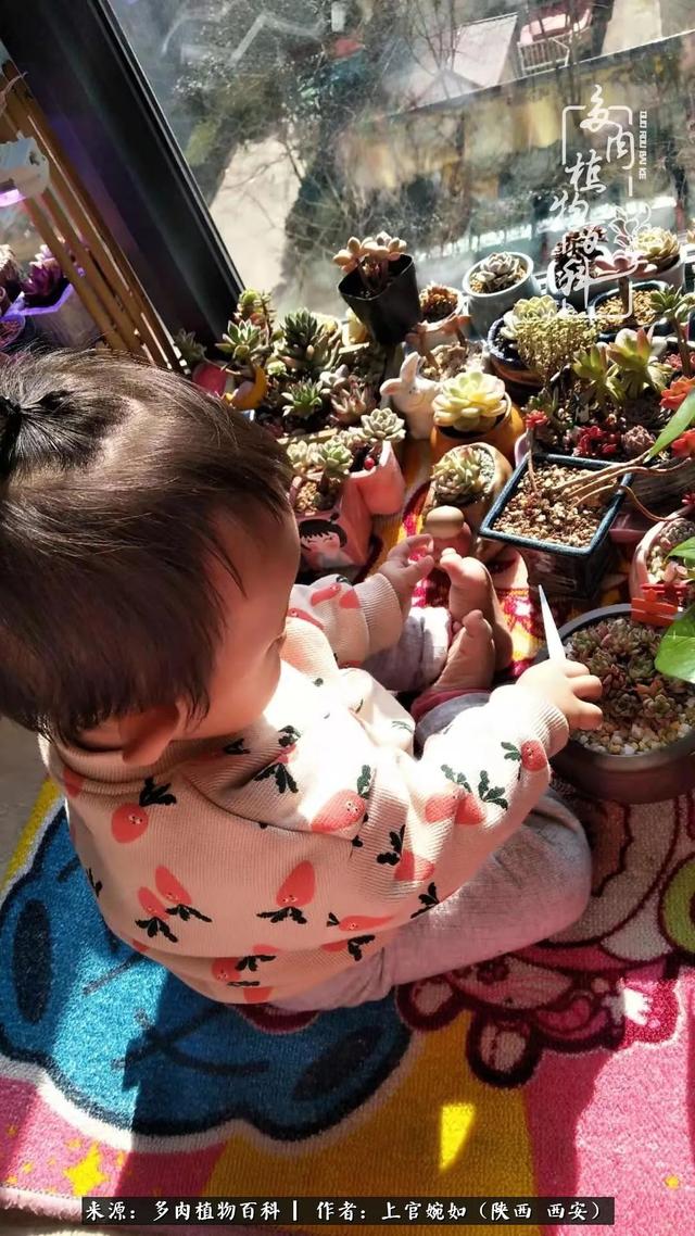 一入肉坑深似海之，我与多肉的不解之缘