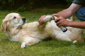 狗狗舔爪子别忽视，它想告诉你这几件事图片