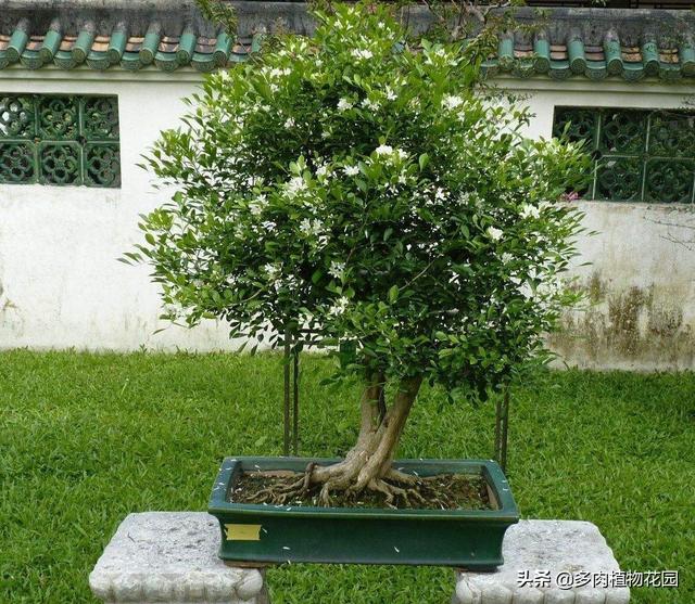 九里香盆景怎么养（九里香这样养护株姿优美）
