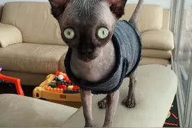 这只猫患有罕见病，看起来就像蝙蝠，主人却对它不离不弃图片