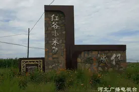 行唐县上方乡西城仔村，红薯叶铺就幸福路图片