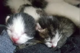 男子发现猫咪在他床下生了一窝小猫，他惊呼：我没有养猫啊图片