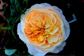 世界十一大最稀有的花图片