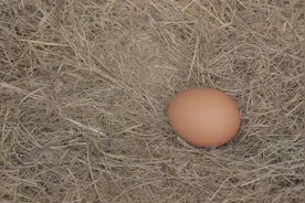 “饭桶博士”下岗记图片