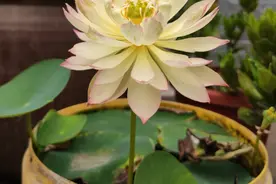 1粒碗莲种子，做好这“5点”，一个多月就开花，一点不吹牛图片