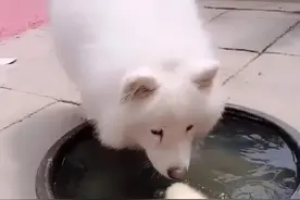 大白狗领养了只小鹅，一年后“孩子”全被抢，狗妈：不敢惹图片