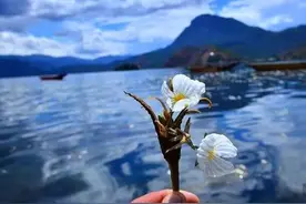 泸沽湖的“水性杨花”美爆了 但我只想问怎么吃最好吃图片