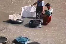 渔船“掠夺性”捕捞红虫日赚过千，天津潮白河谁来护？图片