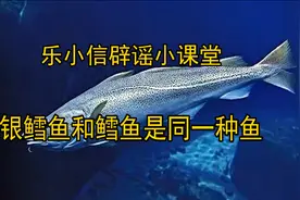 【乐小信辟谣小课堂】银鳕鱼和鳕鱼真的是同一种鱼吗？图片