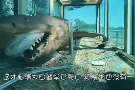 男子走进废弃动物园地下室，无法淡定了：水缸里是一条大白鲨图片