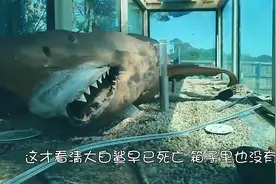 男子走进废弃动物园地下室，无法淡定了：水缸里是一条大白鲨图片