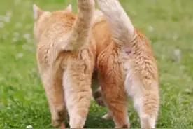 我在大学，和流浪猫交朋友图片