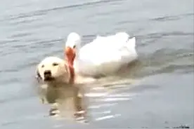 狗狗被大鹅制服了，看了忍不住嘲笑它：下次可长点心吧图片