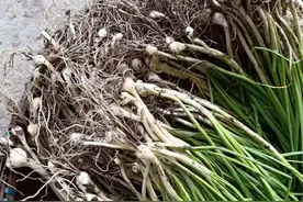 盘点“东北十大生吃蘸酱菜（上）”看看有你喜欢的吗？图片