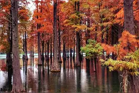 地里冒出“树根菩萨”唯妙唯俏，不过是池杉长出来的“呼吸根”图片