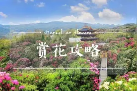 贵州百里杜鹃花开成海：9类人免票图片