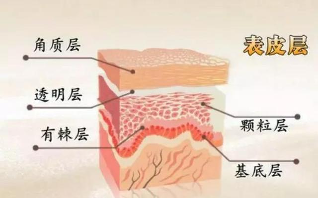 鑱婅亰淇濇箍浜у搧閲岀殑涓昏鎴愬垎