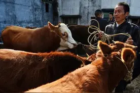 回忆生产队买牛打角食图片