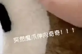 “迪士尼人偶”被打上热搜！这已经不是第一次图片